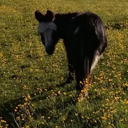 Durham Donkey Rescue Shepherd'S Hut Hotel Exterior photo