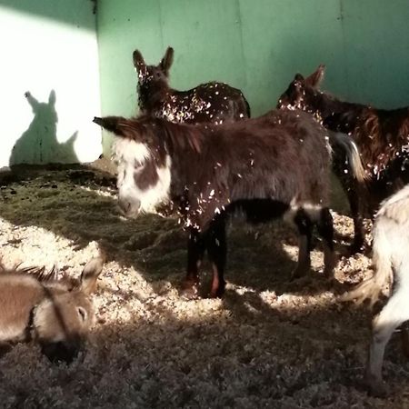 Durham Donkey Rescue Shepherd'S Hut Hotel Exterior photo