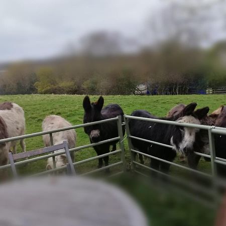 Durham Donkey Rescue Shepherd'S Hut Hotel Exterior photo