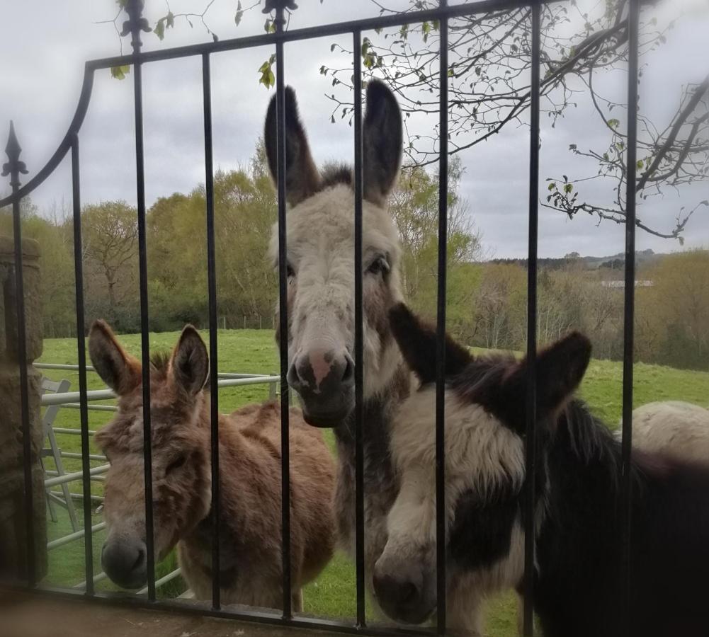 Durham Donkey Rescue Shepherd'S Hut Hotel Exterior photo