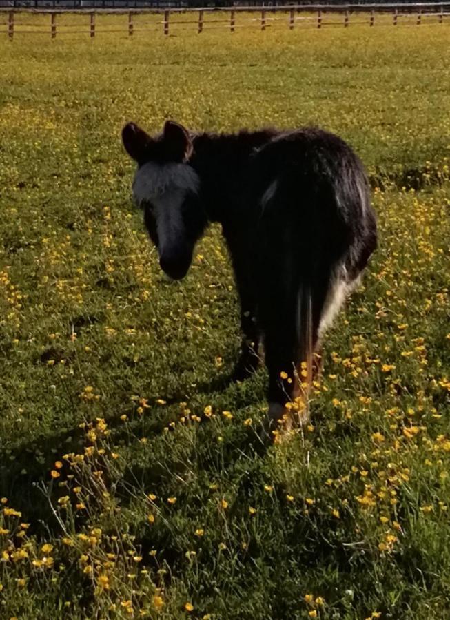 Durham Donkey Rescue Shepherd'S Hut Hotel Exterior photo