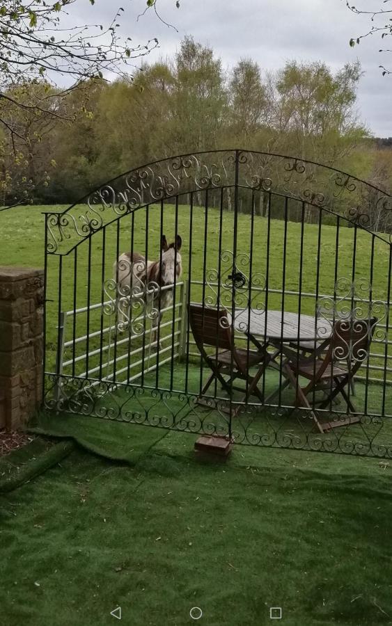 Durham Donkey Rescue Shepherd'S Hut Hotel Exterior photo