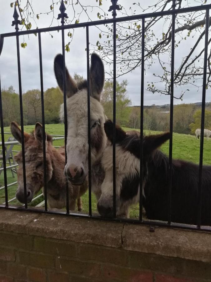 Durham Donkey Rescue Shepherd'S Hut Hotel Exterior photo