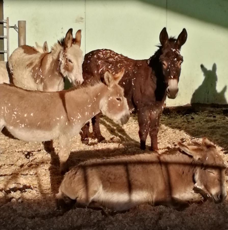 Durham Donkey Rescue Shepherd'S Hut Hotel Exterior photo