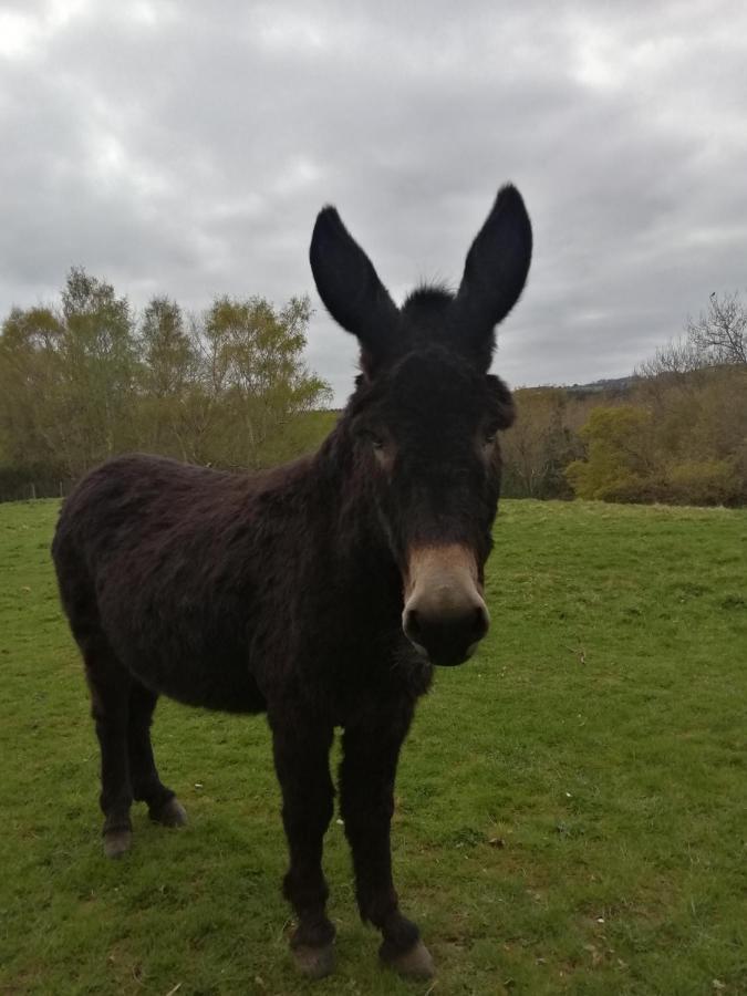 Durham Donkey Rescue Shepherd'S Hut Hotel Exterior photo