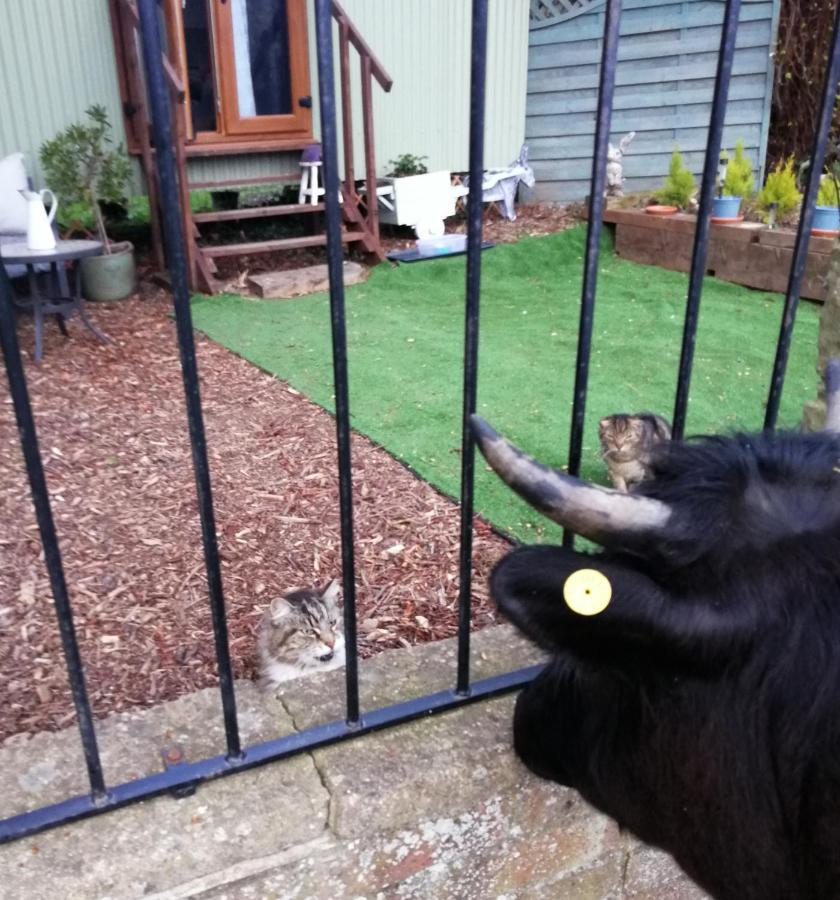 Durham Donkey Rescue Shepherd'S Hut Hotel Exterior photo