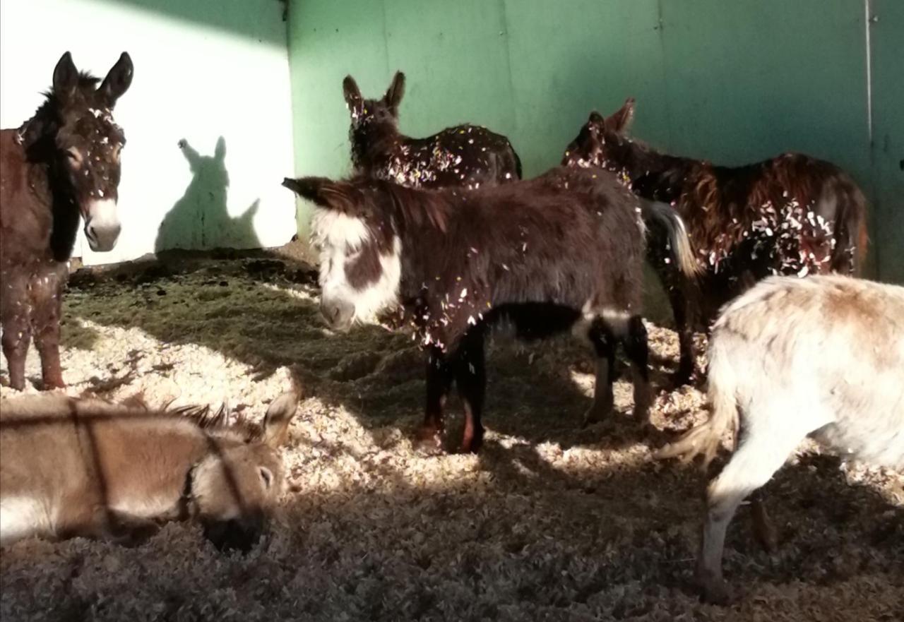 Durham Donkey Rescue Shepherd'S Hut Hotel Exterior photo