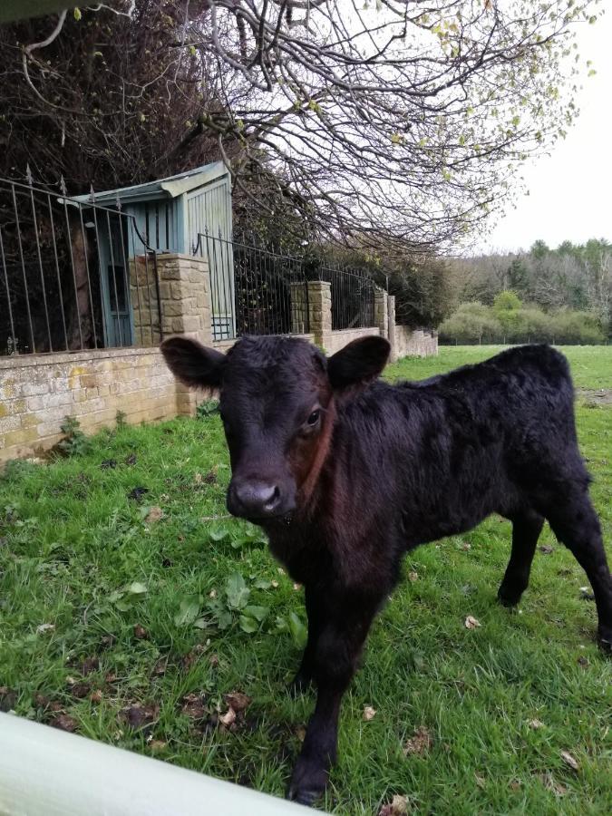 Durham Donkey Rescue Shepherd'S Hut Hotel Exterior photo