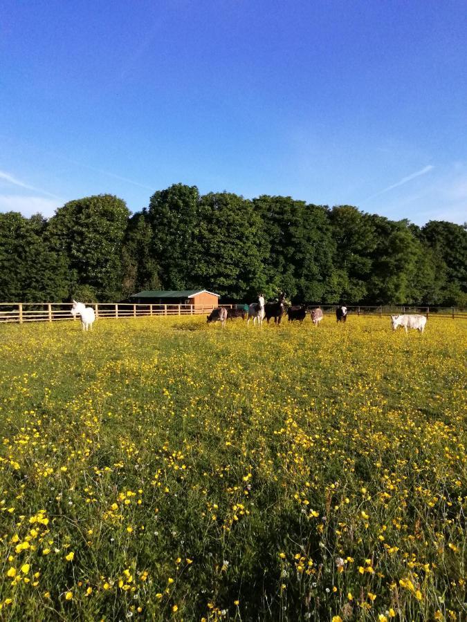 Durham Donkey Rescue Shepherd'S Hut Hotel Exterior photo