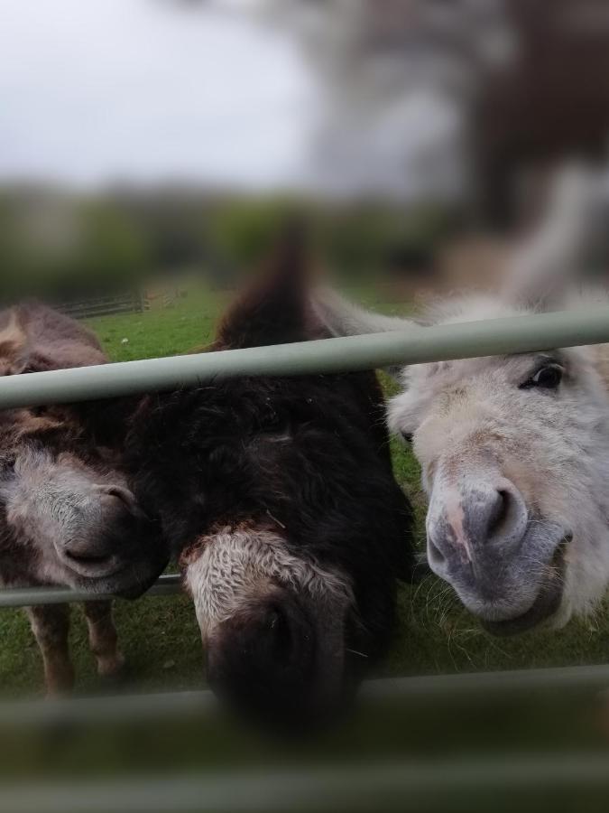 Durham Donkey Rescue Shepherd'S Hut Hotel Exterior photo