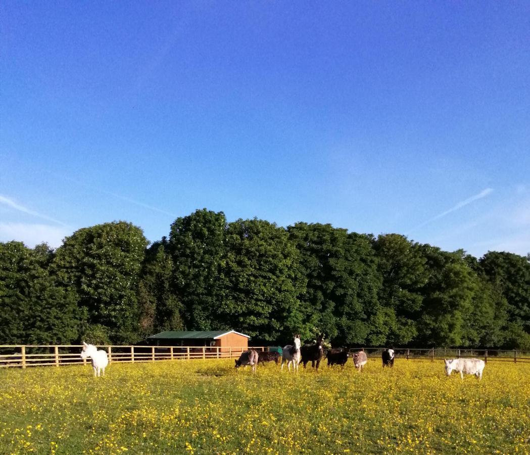 Durham Donkey Rescue Shepherd'S Hut Hotel Exterior photo