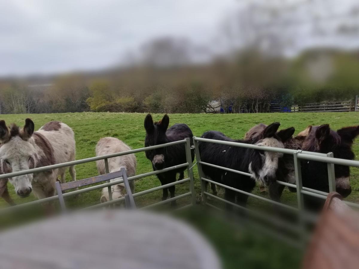 Durham Donkey Rescue Shepherd'S Hut Hotel Exterior photo