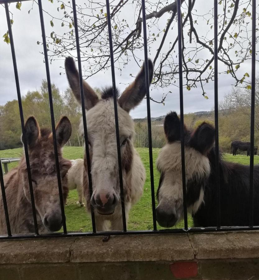 Durham Donkey Rescue Shepherd'S Hut Hotel Exterior photo