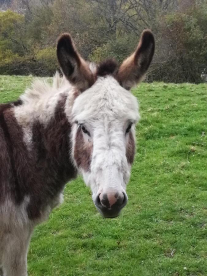 Durham Donkey Rescue Shepherd'S Hut Hotel Exterior photo