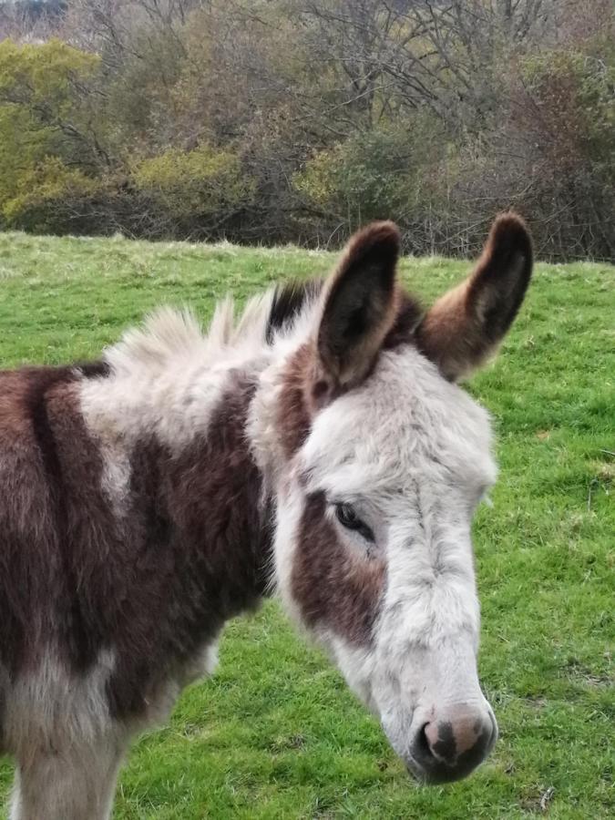 Durham Donkey Rescue Shepherd'S Hut Hotel Exterior photo