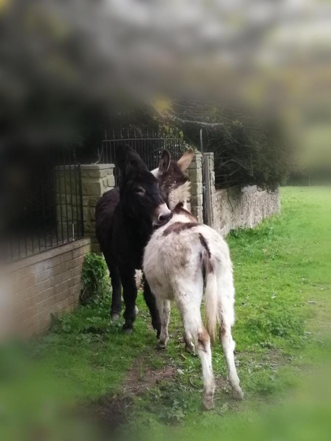 Durham Donkey Rescue Shepherd'S Hut Hotel Exterior photo