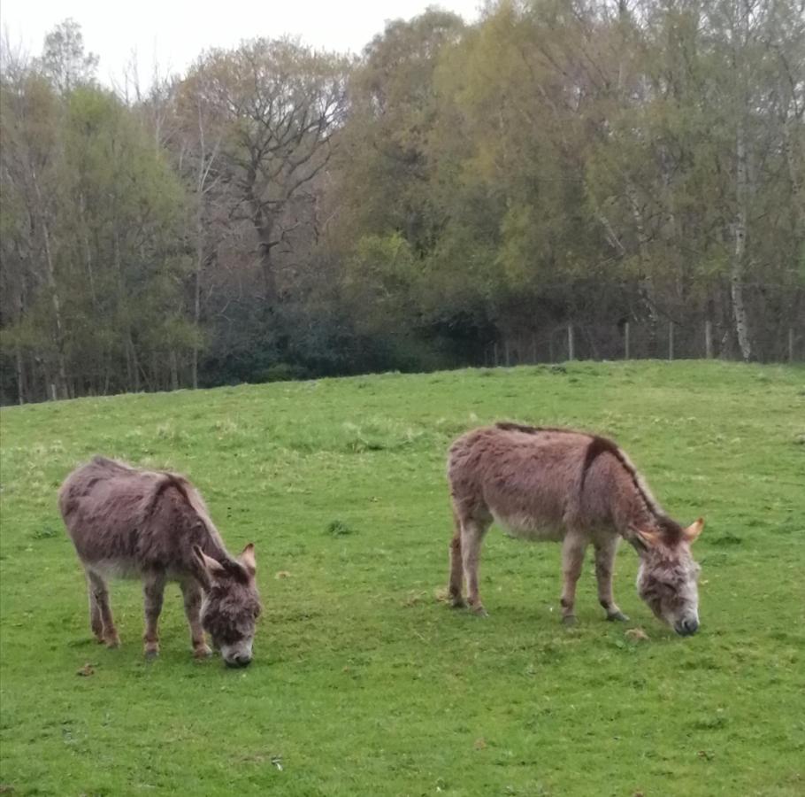 Durham Donkey Rescue Shepherd'S Hut Hotel Exterior photo